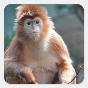 Pegatina Cuadrada Foto de animales salvajes en el mono de Langur