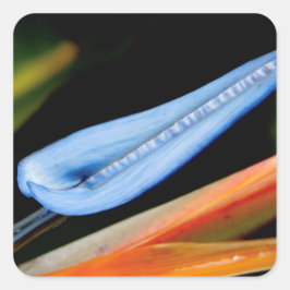 Pegatina Cuadrada Foto de Ave del Paraíso