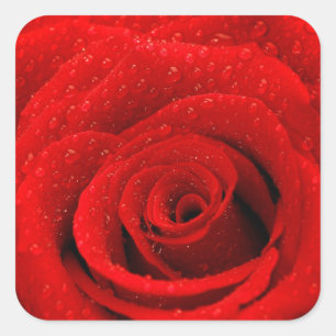 Pegatina Cuadrada Foto de fondo de la Rosa Roja
