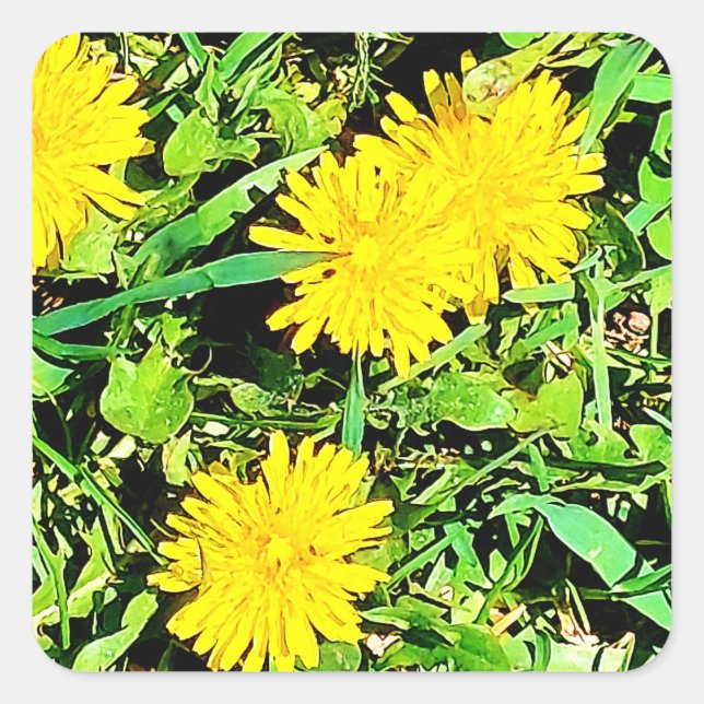 Pegatina Cuadrada Foto de Mountain Dandelions de Spring Ottawa Canad (Anverso)