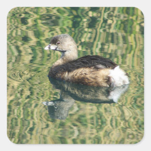 Pegatina Cuadrada Foto de pájaro Pequeña Naturaleza de Reflexión de 