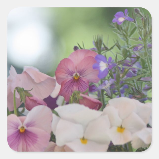 Pegatina Cuadrada Foto de Pansy (Anverso)