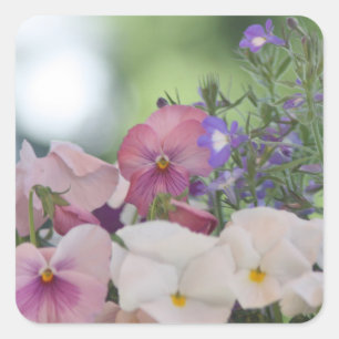 Pegatina Cuadrada Foto de Pansy