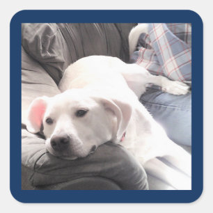Pegatina Cuadrada Foto de Perro blanco tierno en el sofá con papá