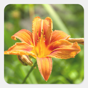 Pegatina Cuadrada Foto de una flor de Lily grande