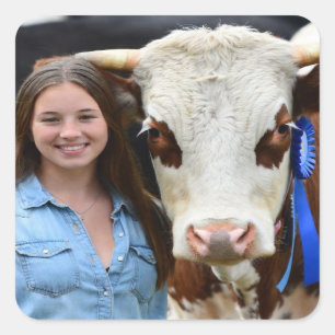 Pegatina Cuadrada Foto de vaca de exposición de ganado personalizada
