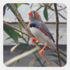 Pegatina Cuadrada Foto de Wildlife Zebra Finch