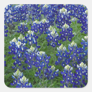 Pegatina Cuadrada Foto del campo de los Bluebonnets de Tejas