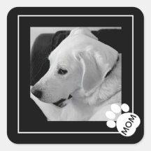 Foto en blanco y negro de Cute Dog Mom Paw