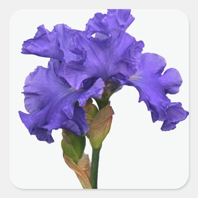 Pegatina Cuadrada Foto floral de bonito Morado Iris (Anverso)