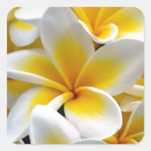 Pegatina Cuadrada Foto Frangipani Plumeria de Flor