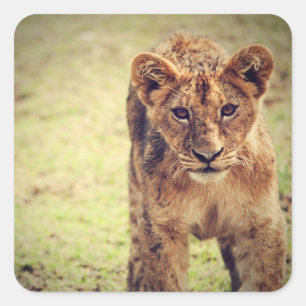 Pegatina Cuadrada Foto Joven de Lion Cub