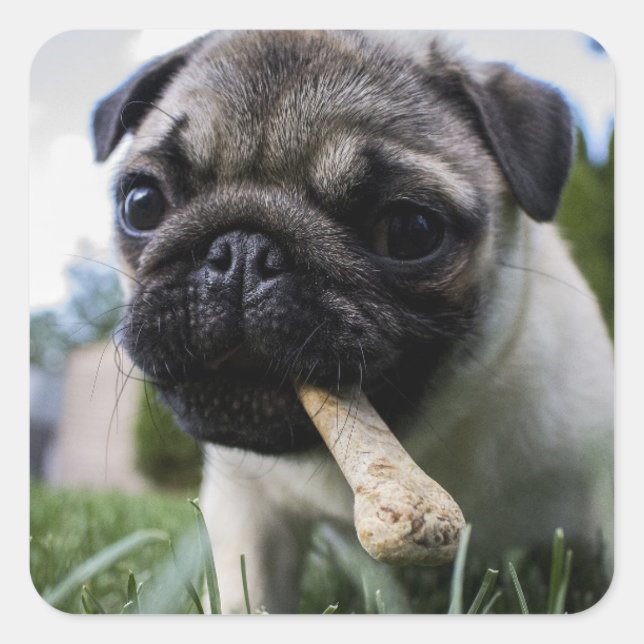 Pegatina Cuadrada Foto y nombre personalizados de perro de pug (Anverso)