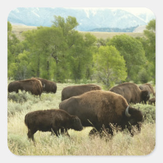 Pegatina Cuadrada Fotografía de animales de la naturaleza de Wyoming