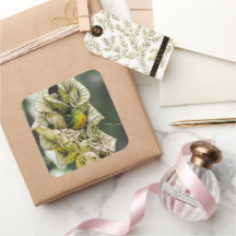 Fotografía de aves de Belice Olive Euphonia