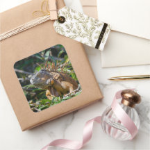 Fotografía de Belice Naranja Iguana Lizard