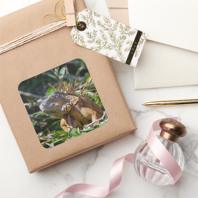 Pegatina Cuadrada Fotografía de Belice Naranja Iguana Lizard (Regalar)