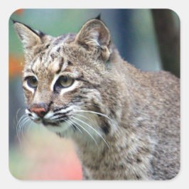 Pegatina Cuadrada Fotografía de Bobcat Vida silvestre
