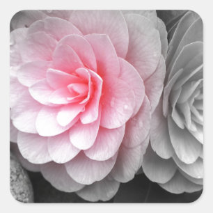 Pegatina Cuadrada Fotografía de Camellias Rosadas