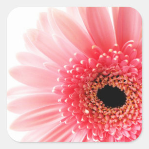 Pegatina Cuadrada Fotografía de Gerbera Daisy Rosa Fresca