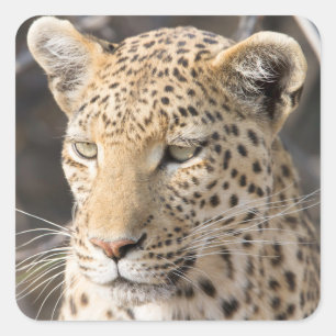 Pegatina Cuadrada Fotografía de Leopard