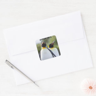 Pegatina Cuadrada Fotografía de los pingüinos del rey orgulloso