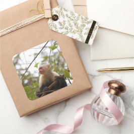 Pegatina Cuadrada Fotografía de mono capuchino blanco frente a cara