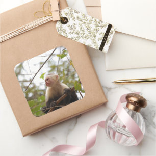 Pegatina Cuadrada Fotografía de mono capuchino blanco frente a cara