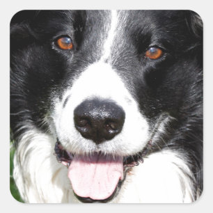 Pegatina Cuadrada Fotografía de un perro feliz
