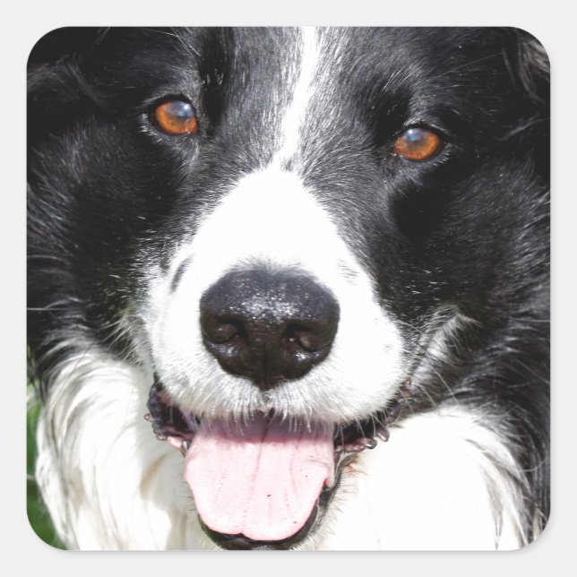 Pegatina Cuadrada Fotografía de un perro feliz (Anverso)
