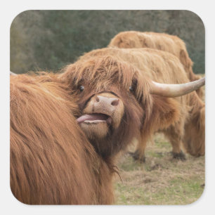 Pegatina Cuadrada fotografía de vaca de las Highlands escocesas