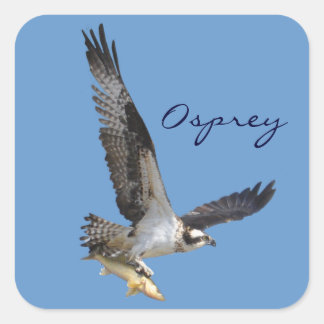 Pegatina Cuadrada Fotografía de vida silvestre Osprey & Fish