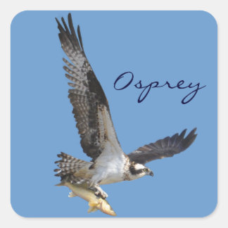 Pegatina Cuadrada Fotografía de vida silvestre Osprey & Fish