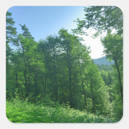 Pegatina Cuadrada Fotografía del paisaje de los bosques verdes