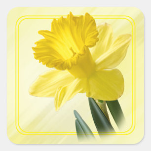 Pegatina Cuadrada Fotografía floral Naturaleza Amarilla Daffodil Pic