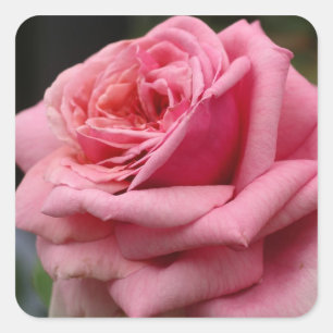 Pegatina Cuadrada Fotografía floral Rosa I Bonito