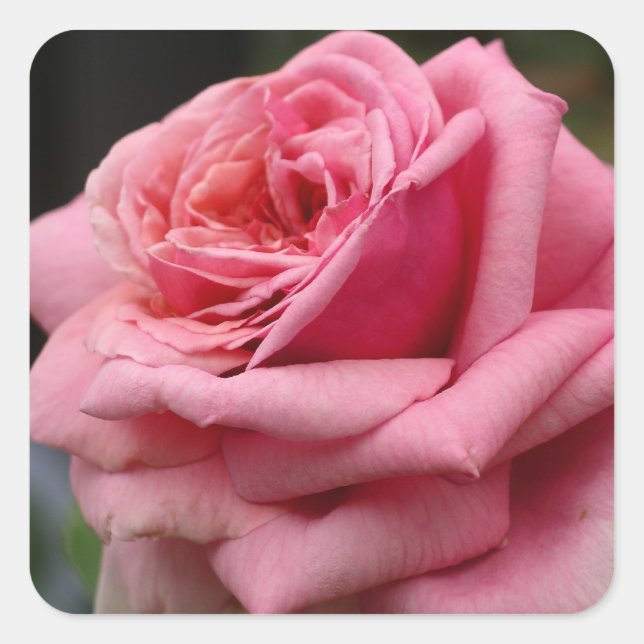 Pegatina Cuadrada Fotografía floral Rosa I Bonito (Anverso)