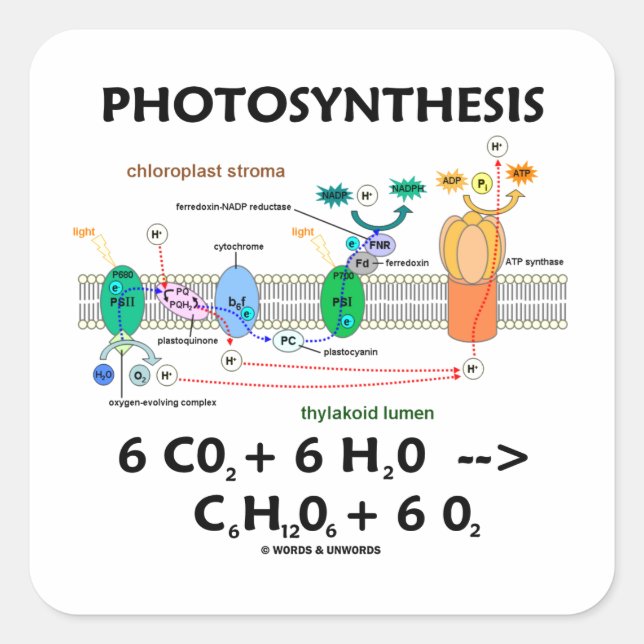 Pegatina Cuadrada Fotosíntesis (Fórmula química) (Anverso)