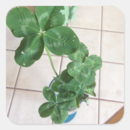 Pegatina Cuadrada Four leaf clovers