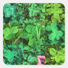 Pegatina Cuadrada Four Leaf Colvers - Trèfles à quatre feuilles