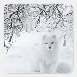 Pegatina Cuadrada Fox de Nieve en Winter Woods