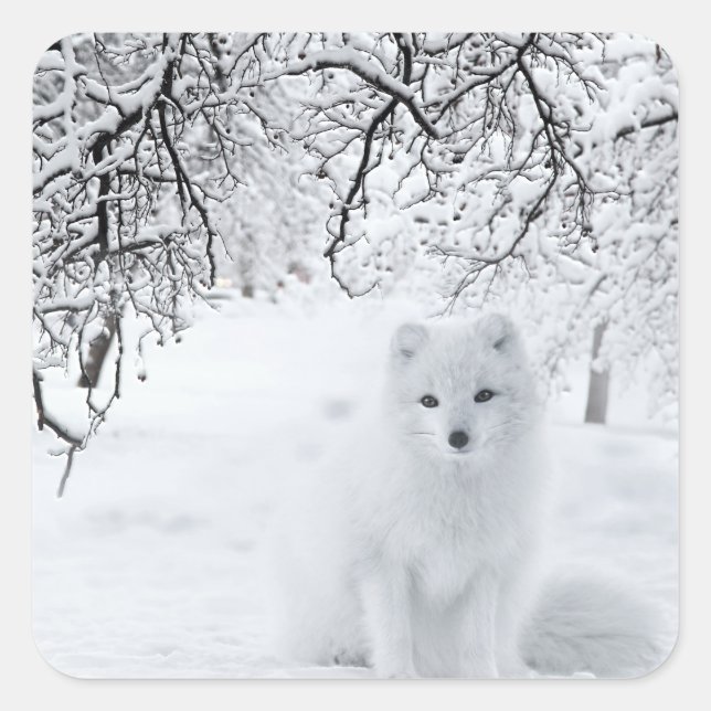 Pegatina Cuadrada Fox de Nieve en Winter Woods (Anverso)