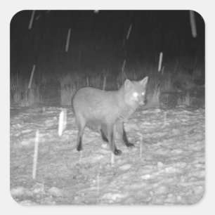 Pegatina Cuadrada Fox en invierno de nieve