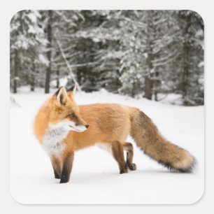 Pegatina Cuadrada Fox roja en nieve blanca