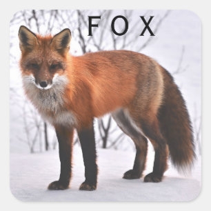 Pegatina Cuadrada Fox rojo hermoso en nieve