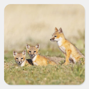 Pegatina Cuadrada Fox Swift (Vulpes macrotis) joven en madriguera, 5