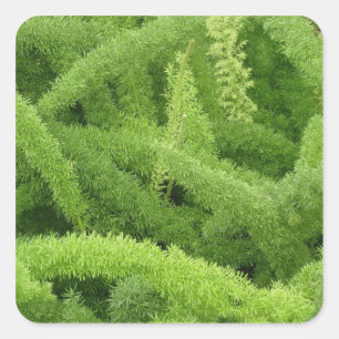 Pegatina Cuadrada Foxtail Fern, Asparagus densiflorus myers