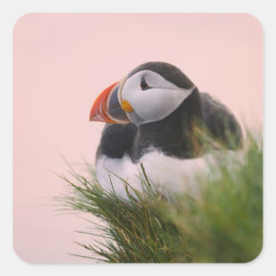 Pegatina Cuadrada Frailecillo atlántico (Fratercula arctica)