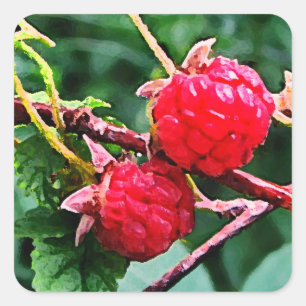 Pegatina Cuadrada Frambuesas silvestres