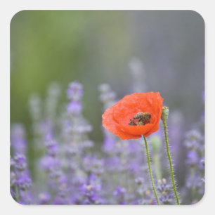 Pegatina Cuadrada Francia, Provenza. Amapola solitaria en campo de